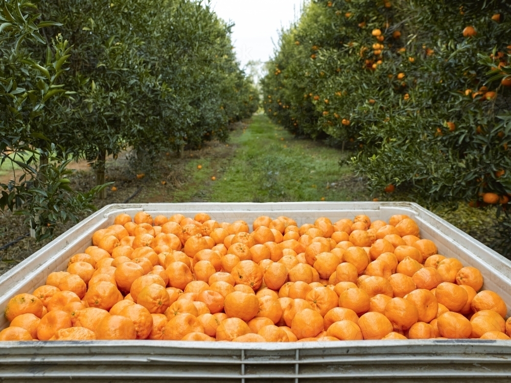 Mandarins in bin with trees in background - Australian Stock Image