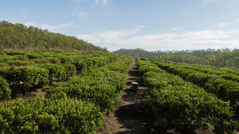 Mango farming car driving between trees - Australian Stock Image