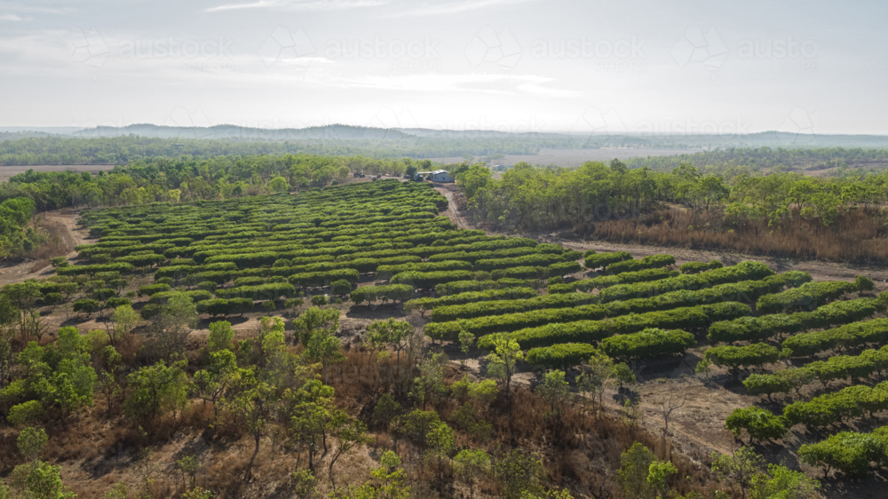 Mango Farming property seen from aerial view - Australian Stock Image