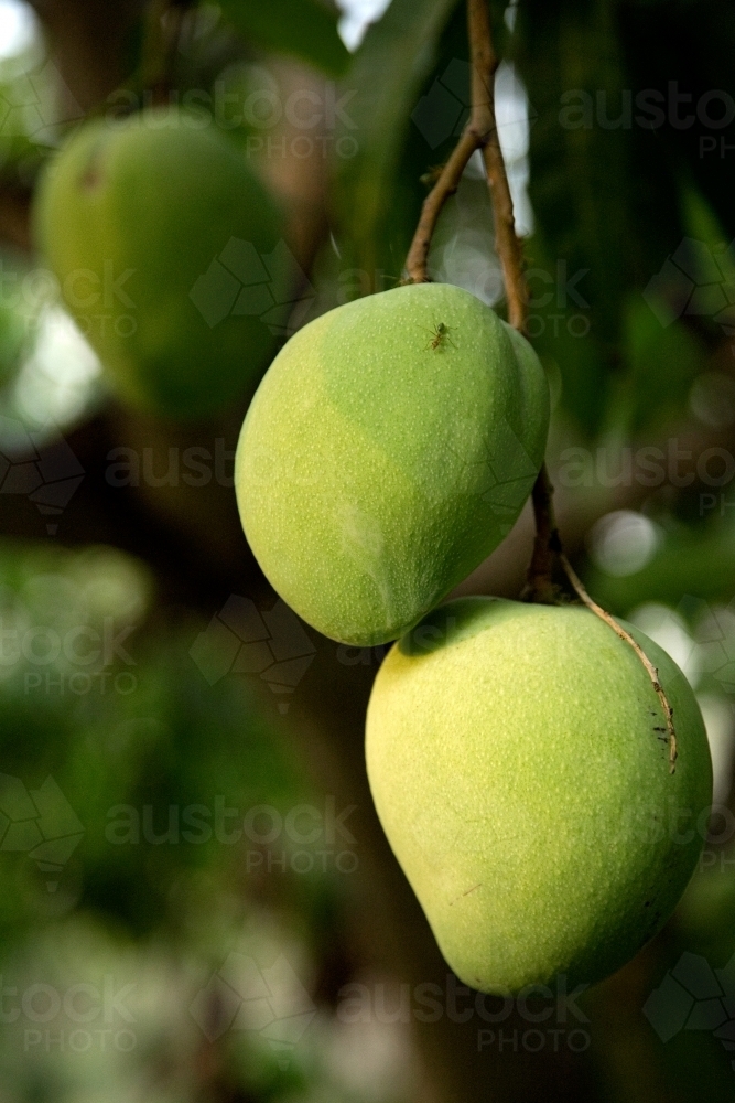 Mangoes growing on a tree - Australian Stock Image