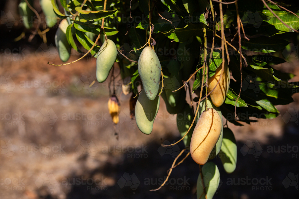 Mangoes hanging in the tree and ready to pick - Australian Stock Image