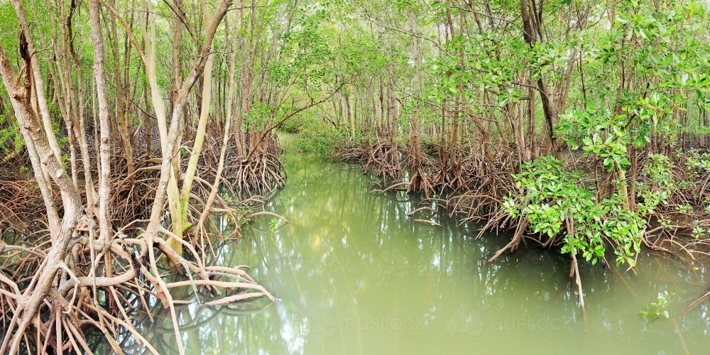 Mangrove roots line a tropical Darwin creek - Australian Stock Image