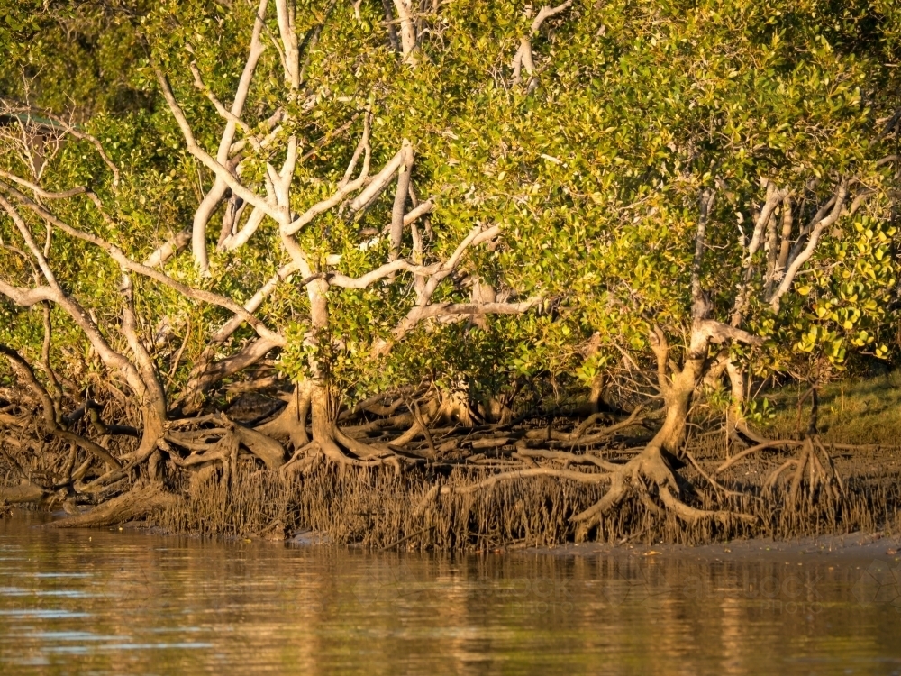 Mangrove trees at the edge of a tidal river - Australian Stock Image
