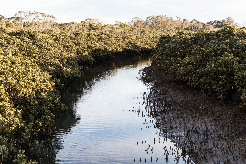 mangroves along a salty inlet - Australian Stock Image