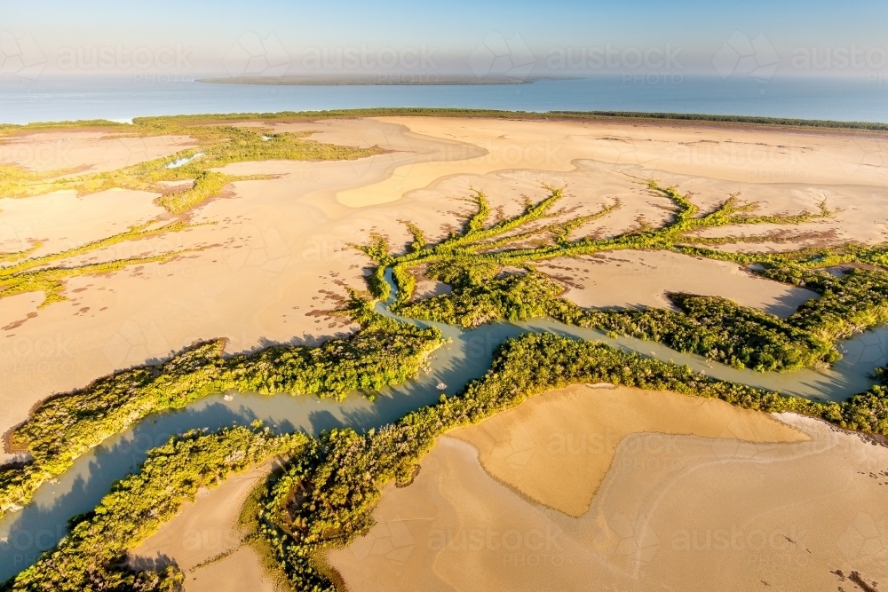 Mangroves branching out over exposed sand - Australian Stock Image