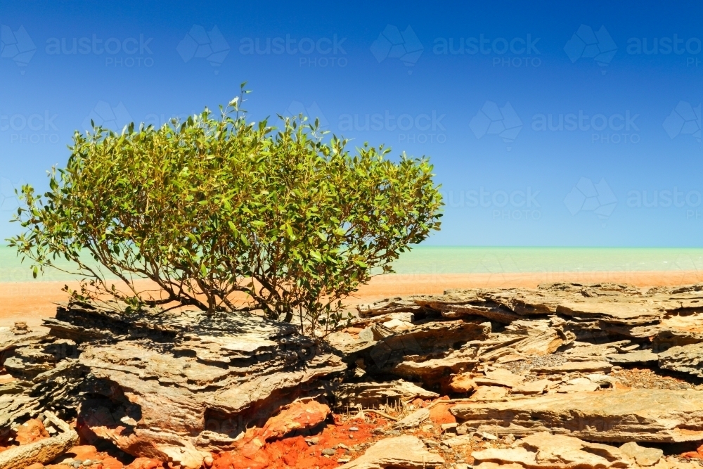Mangroves on the red shore of Roebuck Bay, WA. - Australian Stock Image