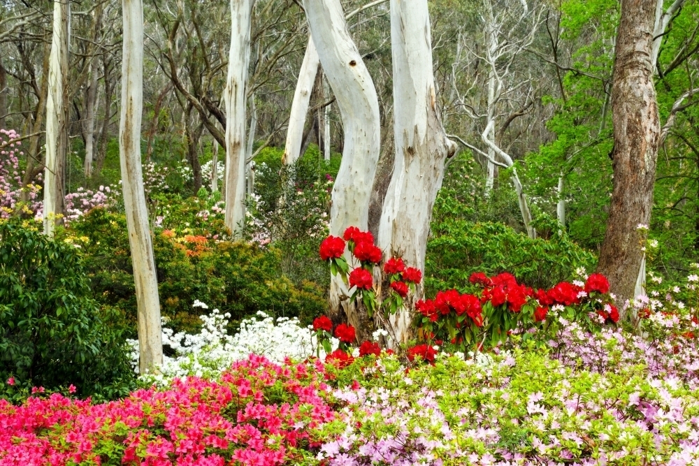 Manicured gardens in the Blue Mountains of NSW - Australian Stock Image