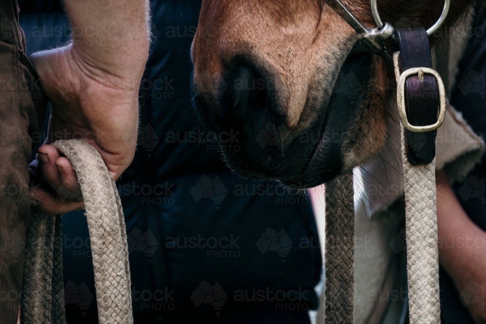 Image of Mans hand hold horse reins. Austockphoto