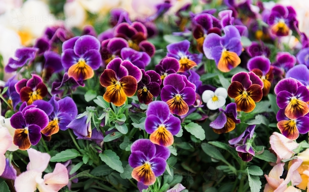 Many purple pansies in flower bed - Australian Stock Image