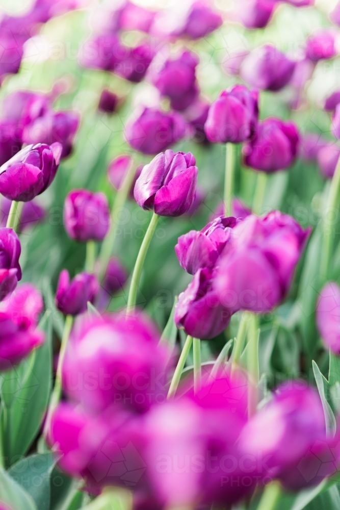 Many purple tulips in garden flowerbed - Australian Stock Image