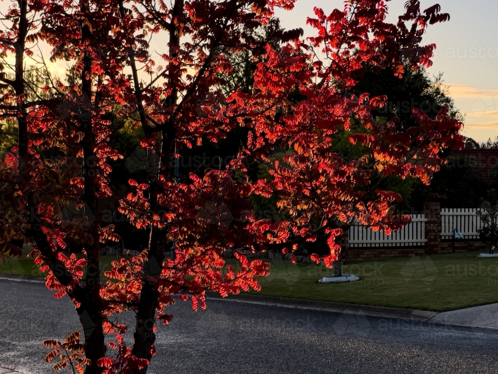 Maple tree with vibrant red leaves bathed in a warm morning sun - Australian Stock Image