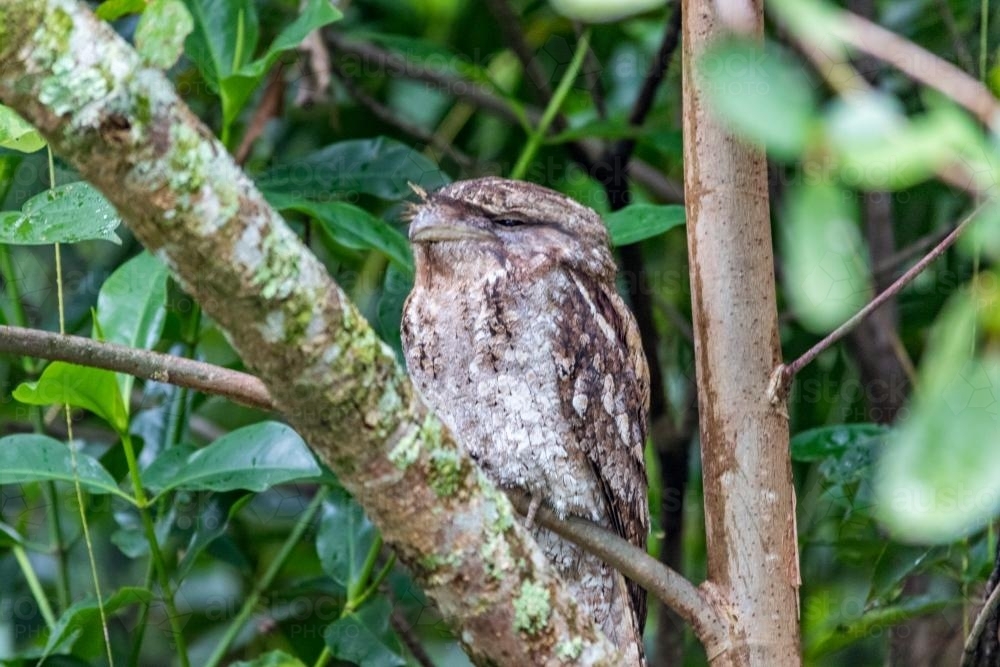 Marbled Frogmouth sitting on a branch - Australian Stock Image