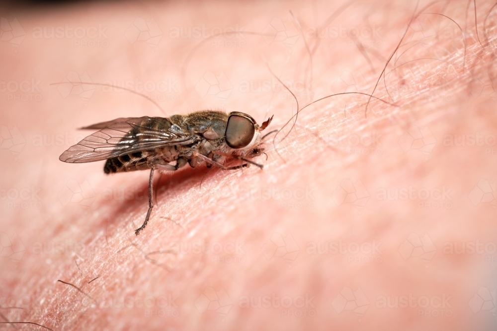 Image of March Fly Biting Skin - Austockphoto