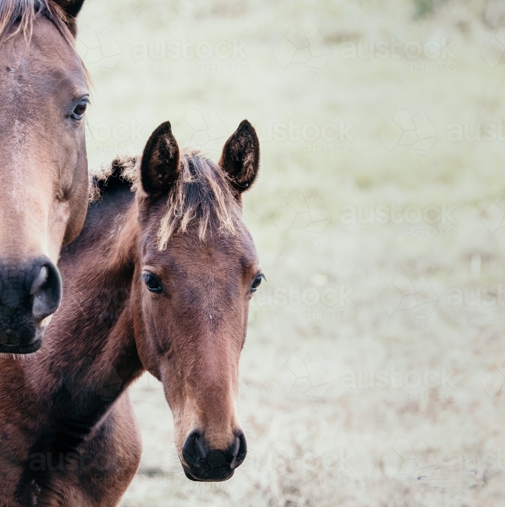 Mare and colt - Australian Stock Image