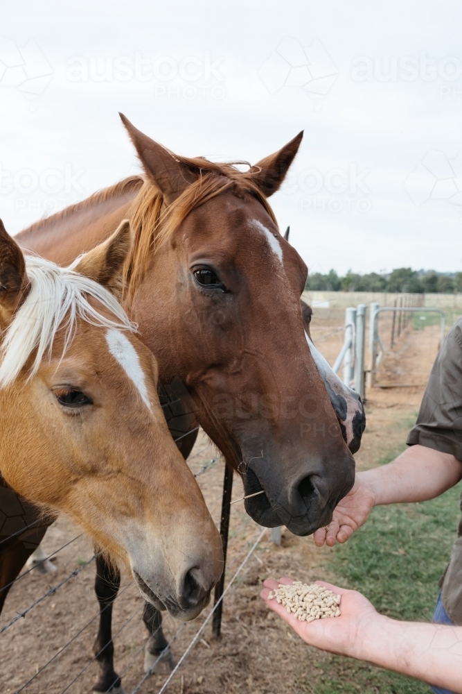 Mare and foal being hand fed on a farm - Australian Stock Image