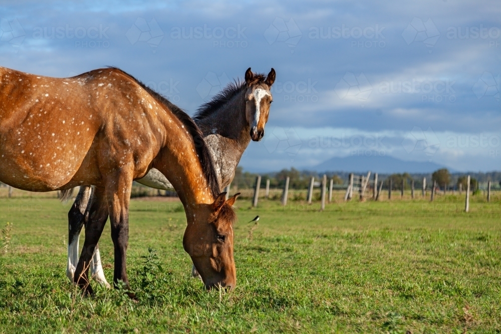 Mare and foal in paddock on horse farm - Australian Stock Image