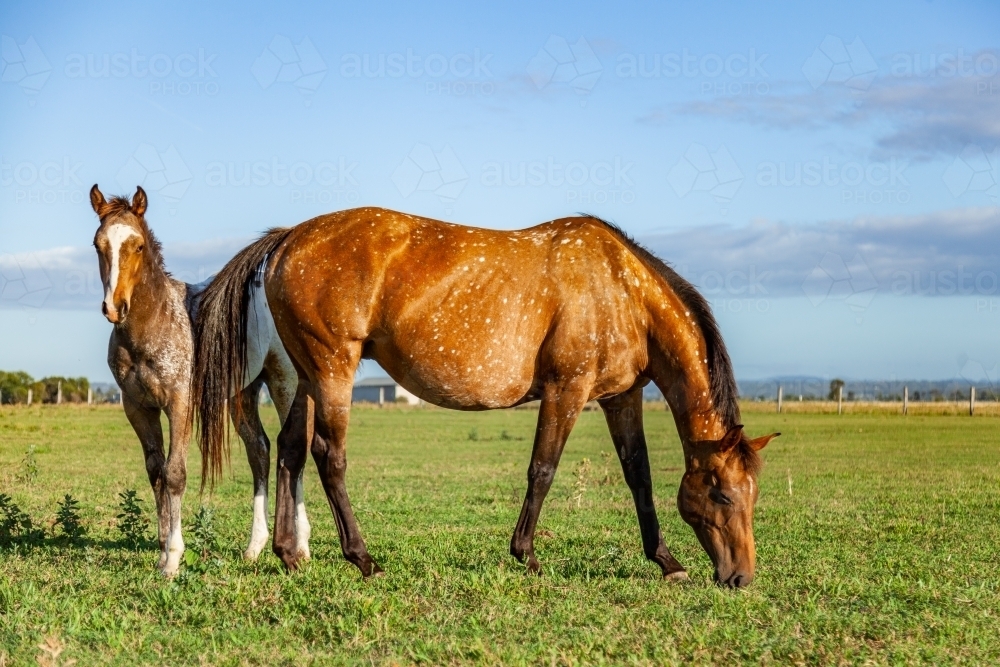 Mare and foal in paddock on horse farm - Australian Stock Image