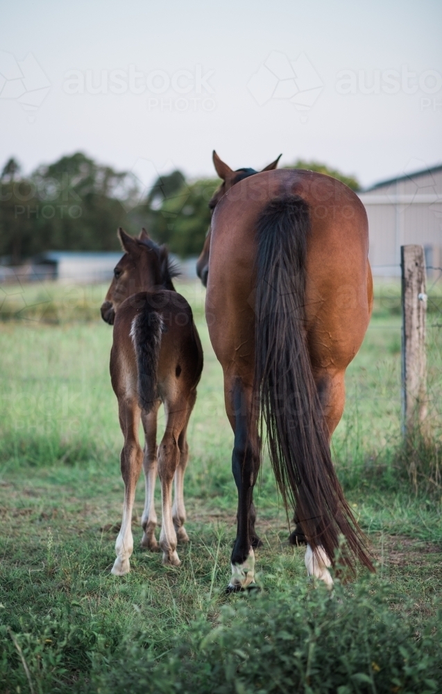 Mare and foal sanding side by side in paddock - Australian Stock Image