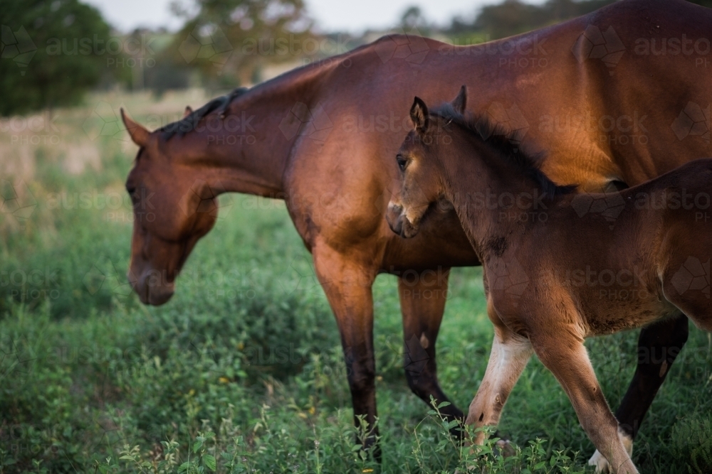 Mare and foal together in paddock - Australian Stock Image