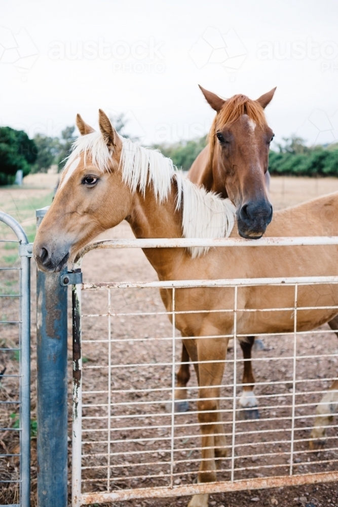 Mare and her palomino foal in the paddock - Australian Stock Image