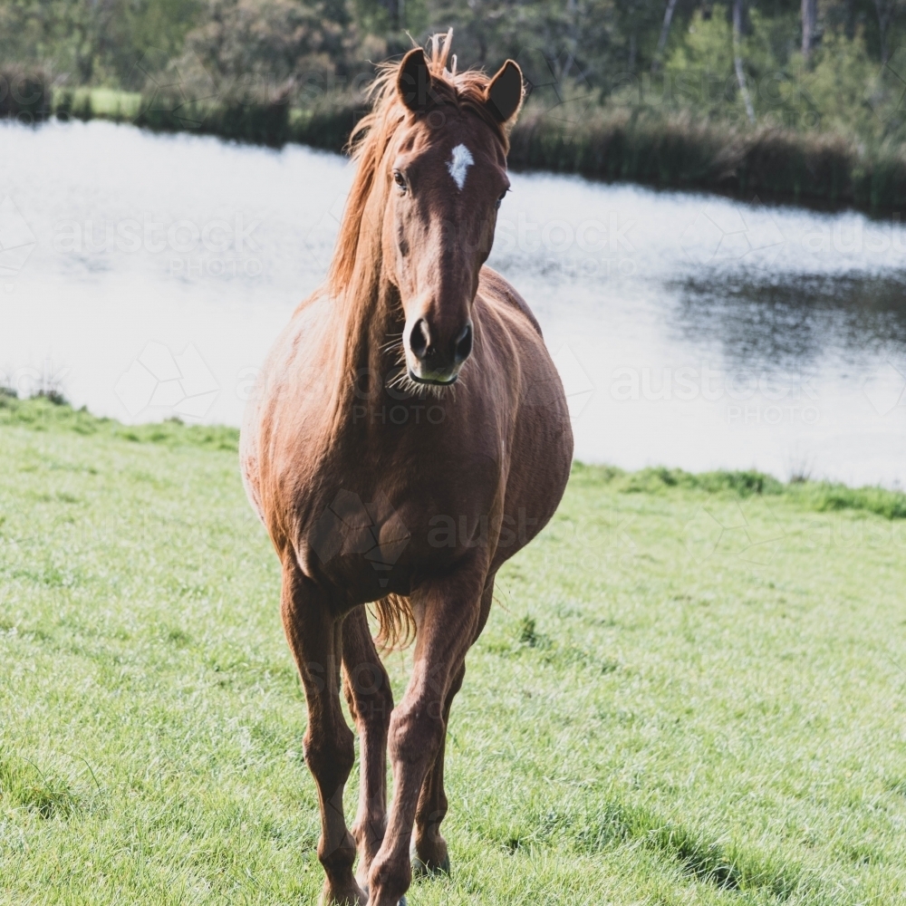 mare running towards the camera on green lush grass with a dam - Australian Stock Image