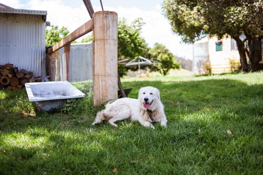 Maremma Sheepdog relaxing on soft green grass in the shade on a rural farmstead - Australian Stock Image