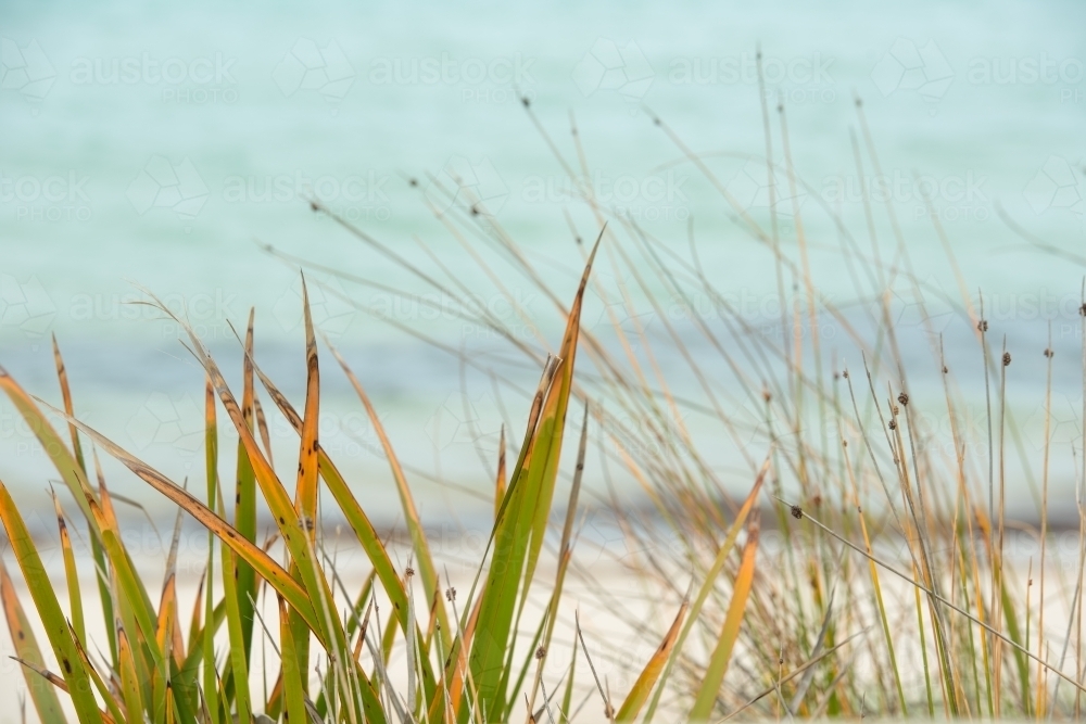 Marram grass growing on the edge of a beach - Australian Stock Image