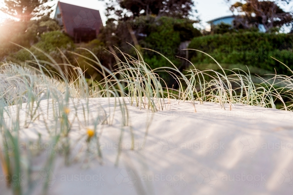 Marram grass in soft sand dunes being warmed by the sun with beach houses blurred in the background - Australian Stock Image