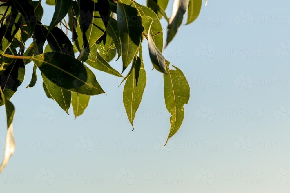 Marri gum leaves against the sky - Australian Stock Image