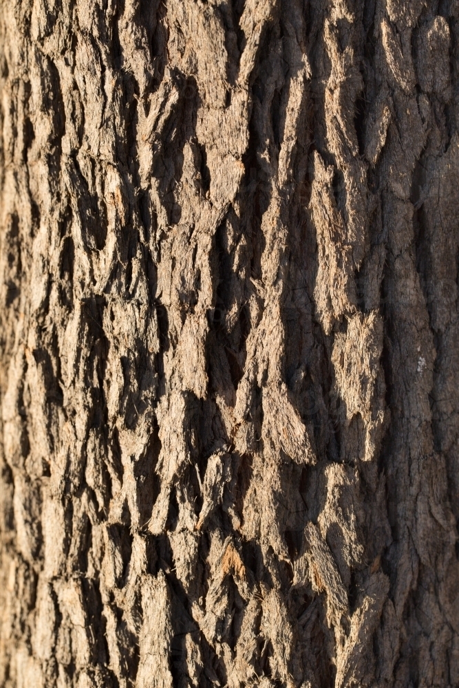 Marri tree bark - Australian Stock Image