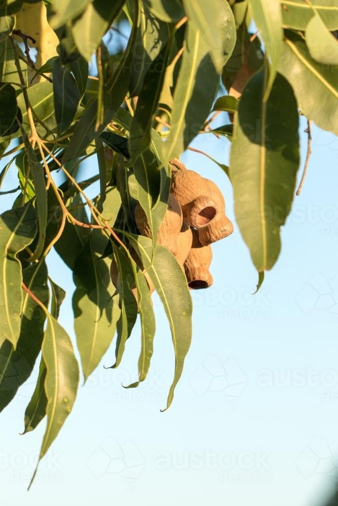 Marri tree (redgum) honky nuts and leaves - Australian Stock Image
