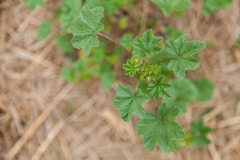 Image of Marshmallow Weed growing on roadside - Austockphoto