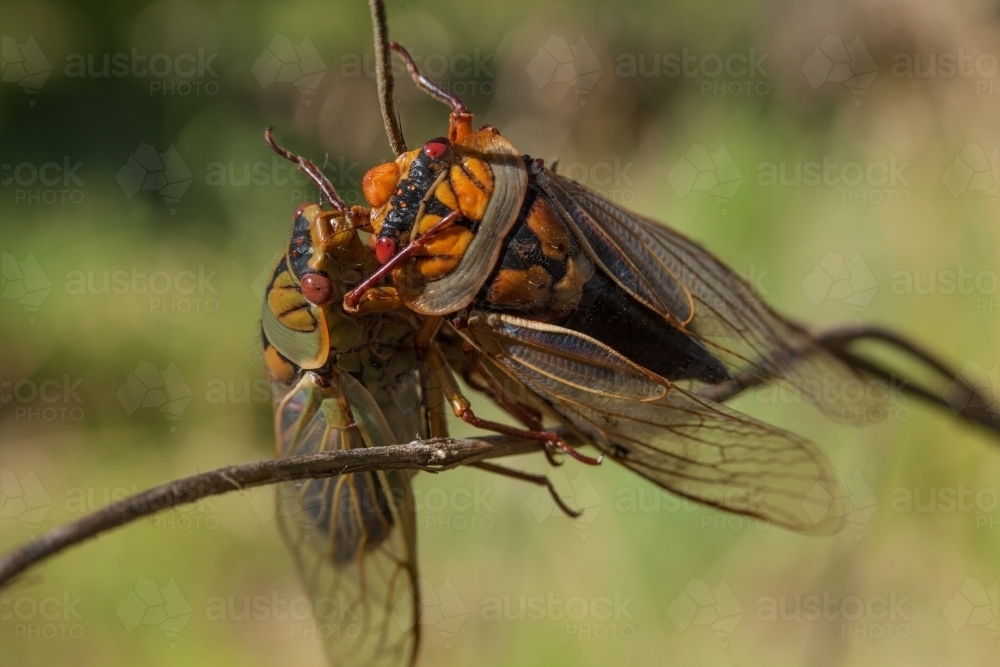 Masked Devil cicada (Cyclochila australasiae form spreta), Mt Victoria, Blue Mountains - Australian Stock Image