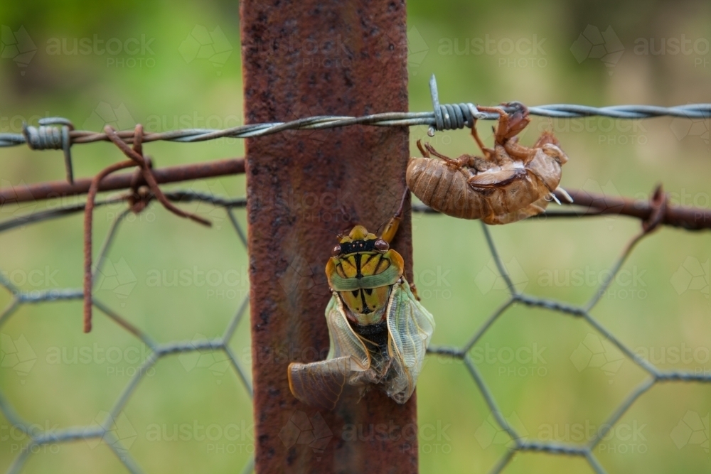 Masked Devil Cicada emerging from shell on barbed-wire fence - Australian Stock Image