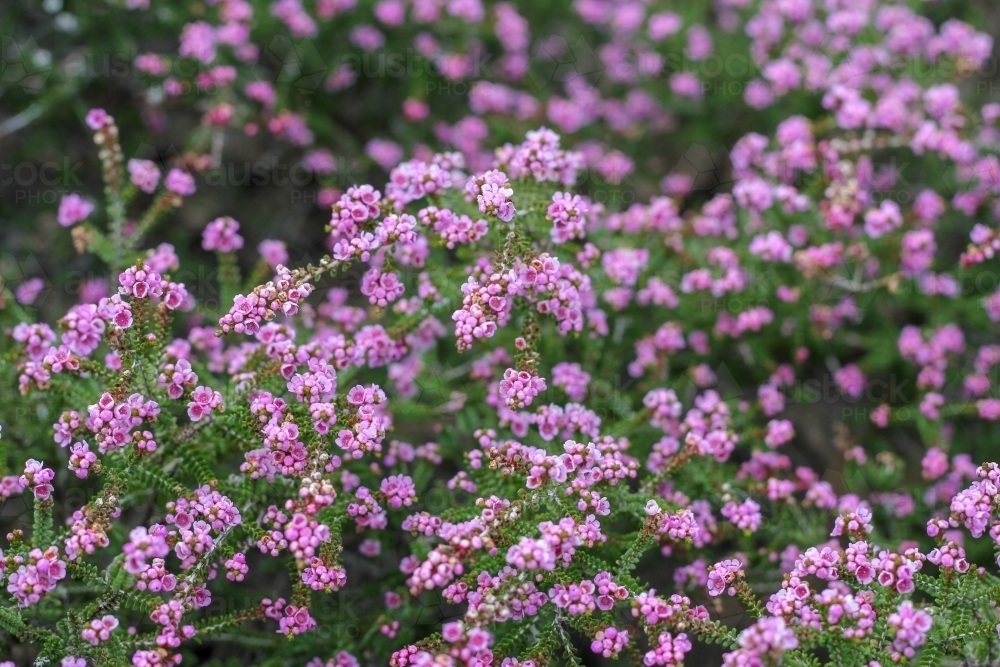 Mass of small pink flowers on thryptomene shrub - Australian Stock Image