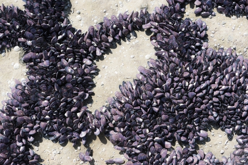 massed purple mussells on rocks - Australian Stock Image