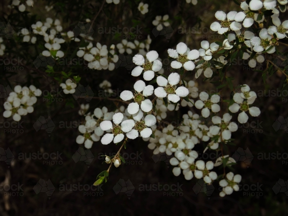 Massed white tea tree flowers (Leptospermum)  a black background - Australian Stock Image