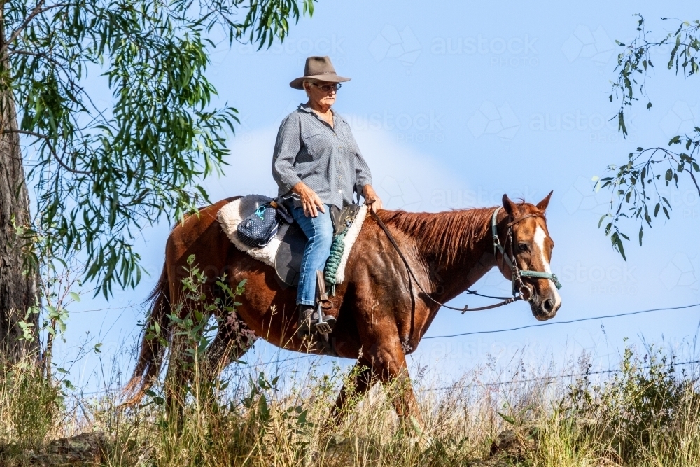 Image of Mature lady horse rider riding alongside wire fence among gum ...