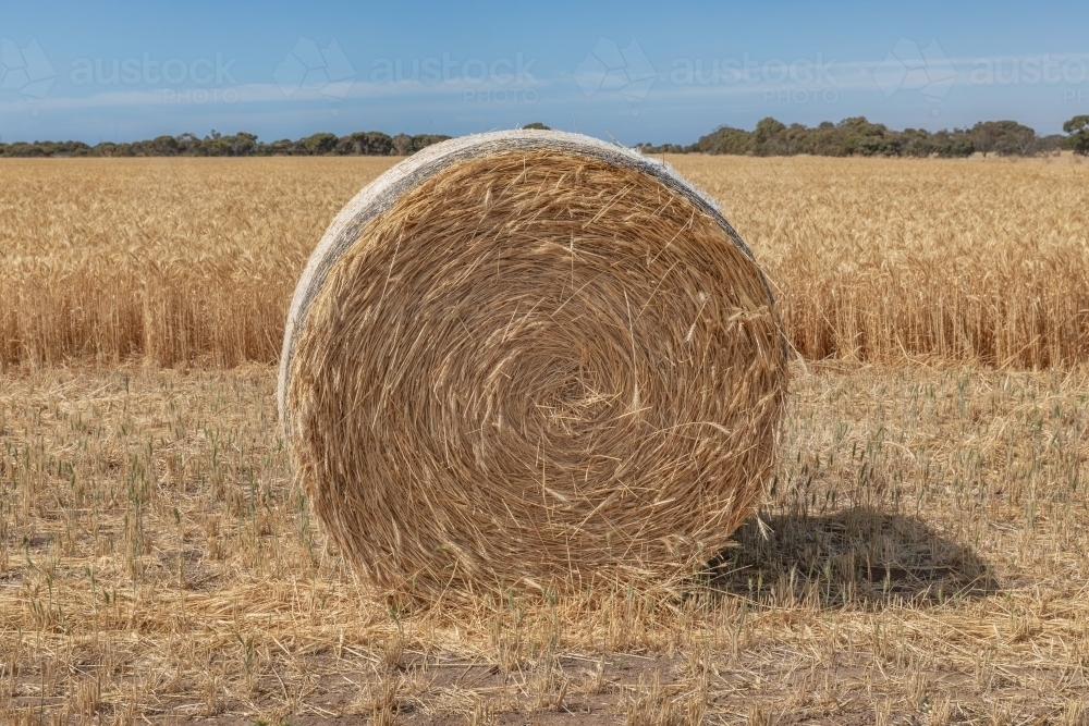 Mature wheat field with a round haybale in the harvested foreground - Australian Stock Image
