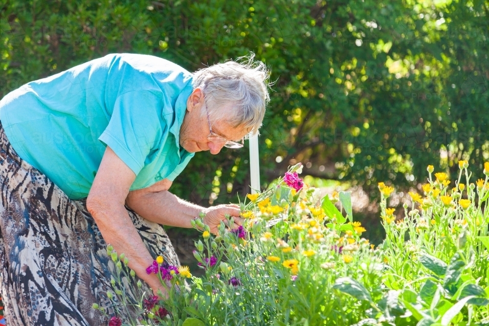 Mature woman picking flowers in her garden - Australian Stock Image