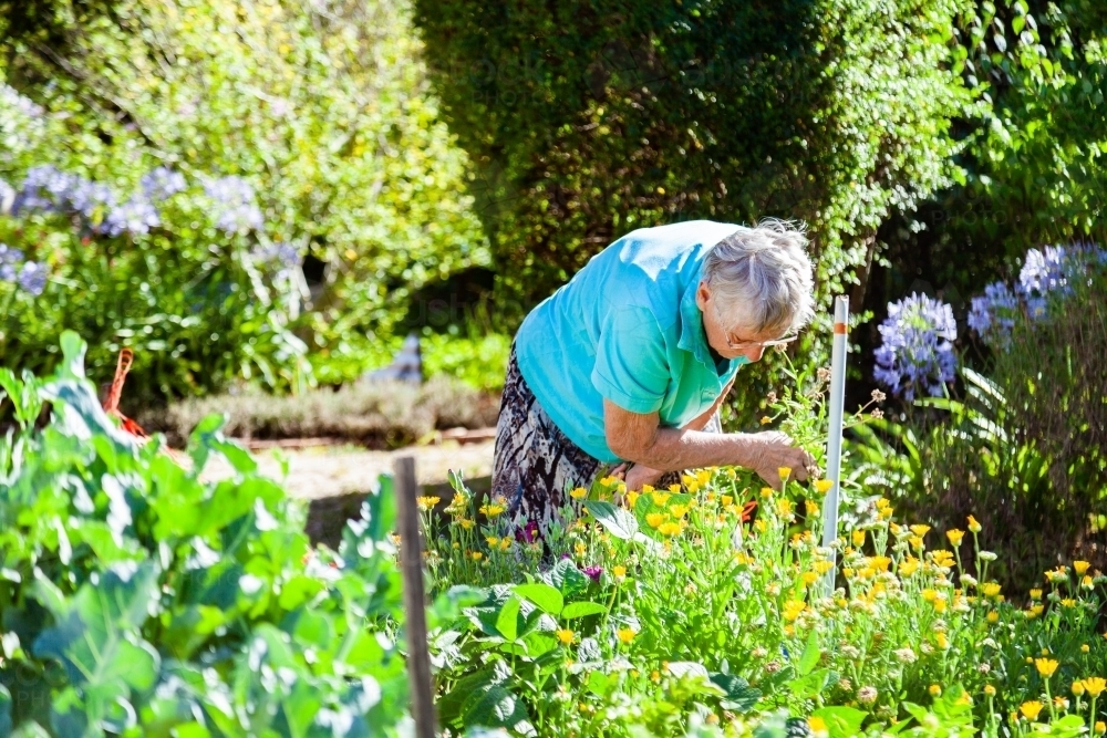 Image of Mature woman picking flowers in her garden - Austockphoto