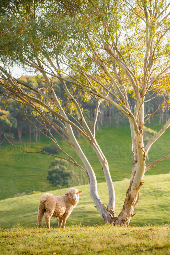 Mclaren Vale in South Australia with sheep beside tree - Australian Stock Image