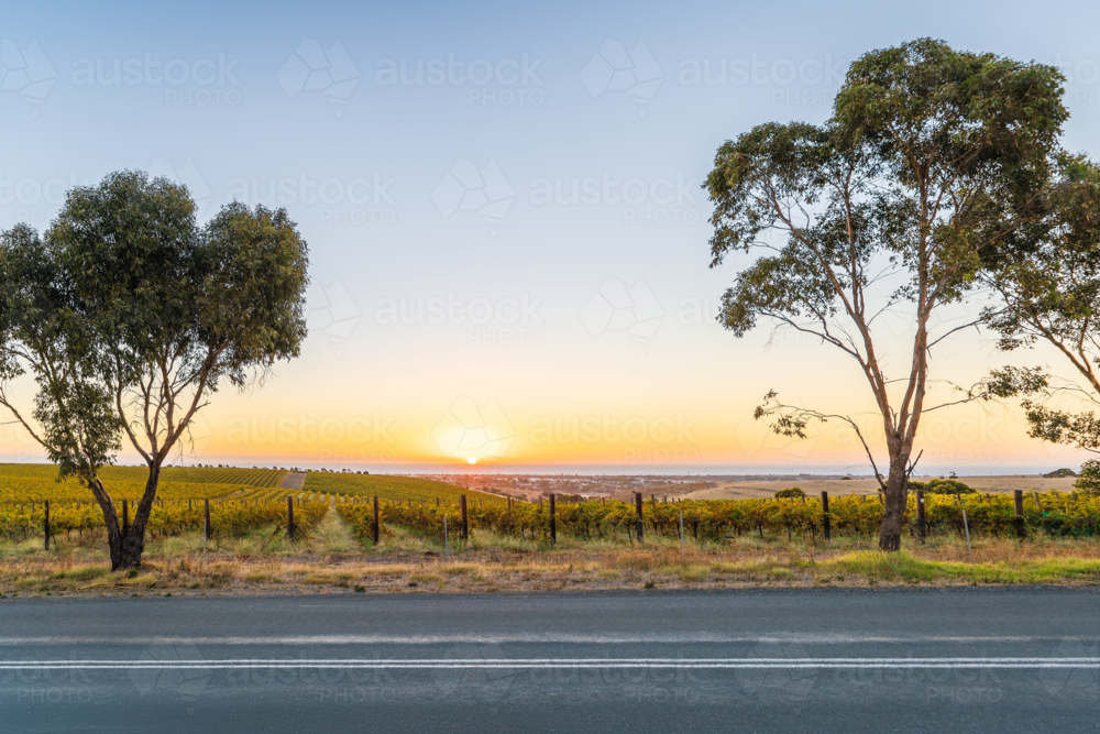 McLaren Vale vineyard viewed across the road at sunset, South Australia - Australian Stock Image