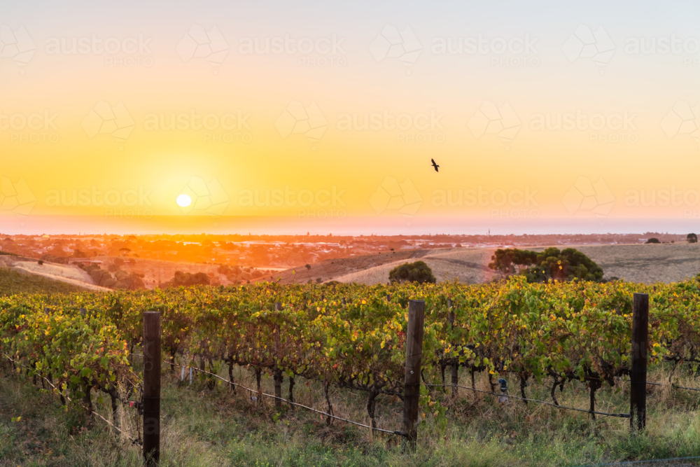 McLaren Vale wine region vineyards during golden sunset, South Australia - Australian Stock Image
