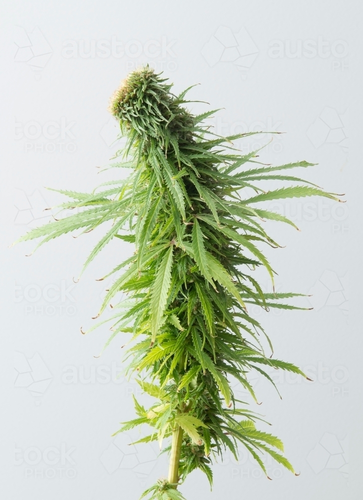 Medical cannabis on white - Australian Stock Image
