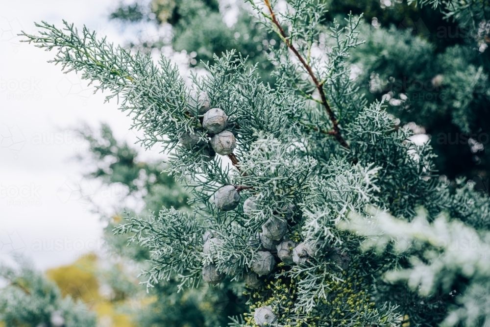 Mediterranean Cypress foliage and cones - Australian Stock Image