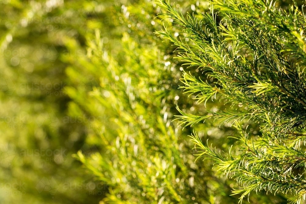 Melaleuca Armillaris (Bracelet Honey Myrtle) bushes and leaves - Australian Stock Image