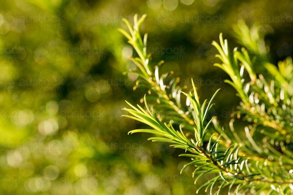 Melaleuca Armillaris (Bracelet Honey Myrtle) leaves and background - Australian Stock Image