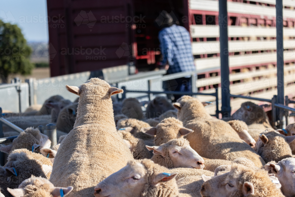men loading lambs onto a truck stock crate to go to market - Australian Stock Image
