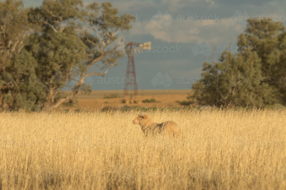 Merino ewe in a sea of grass in front of gum trees and abandoned windmill - Australian Stock Image